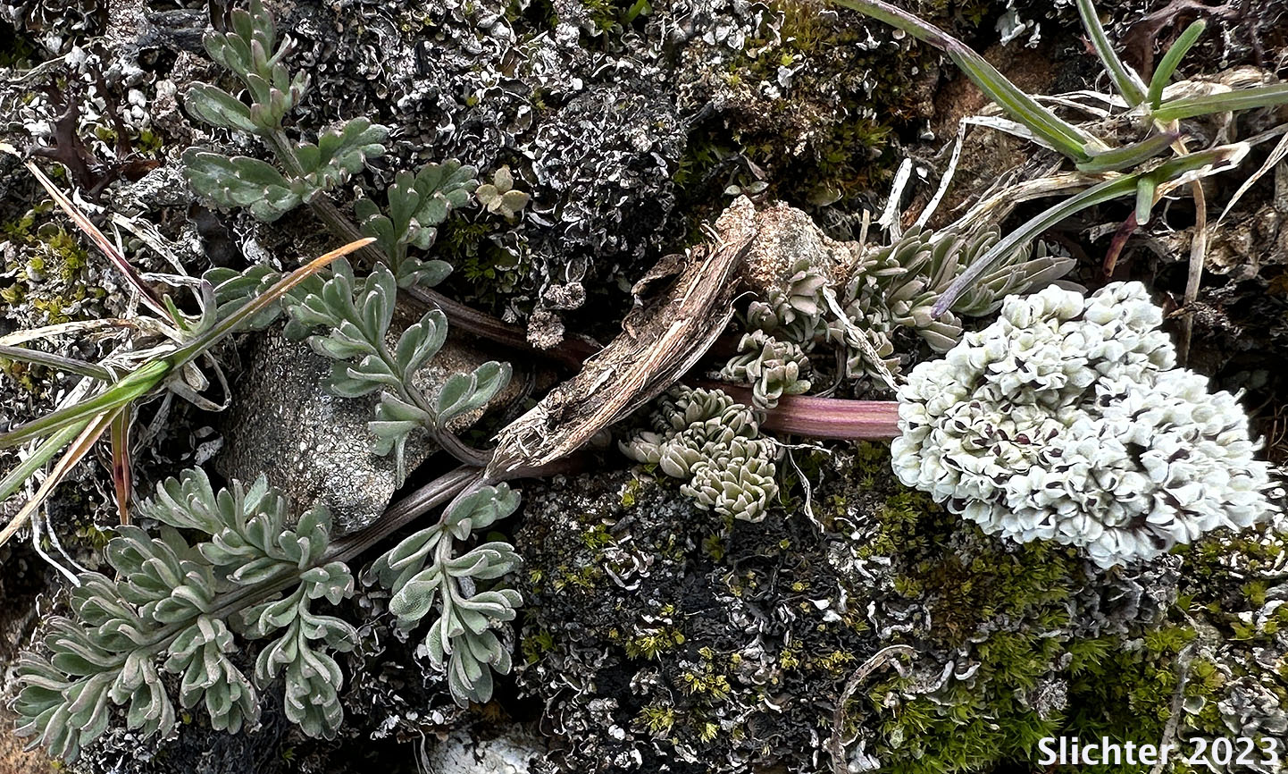 Canby's Biscuitroot, Canby's Desert-parsley, Canby's Desert Parsley, Canby's Lomatium, Chucklusa: Lomatium canbyi (Synonyms: Cogswellia canbyi, Peucedanum canbyi)