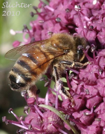 Pollinator of Columbia Desert Parsley, Columbia Gorge Desert-parsley, Columbia Lomatium, Purple Leptotaenia, Purple Lomatium: Lomatium columbianum (Synonym: Leptotaenia purpurea)