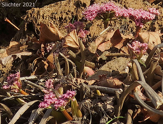 Columbia Desert Parsley, Columbia Gorge Desert-parsley, Columbia Lomatium, Purple Leptotaenia, Purple Lomatium: Lomatium columbianum (Synonym: Leptotaenia purpurea)