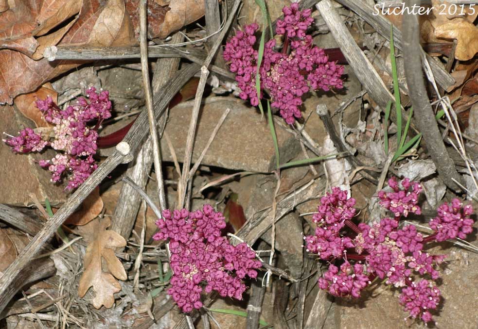 Columbia Desert Parsley, Columbia Gorge Desert-parsley, Columbia Lomatium, Purple Leptotaenia, Purple Lomatium: Lomatium columbianum (Synonym: Leptotaenia purpurea)