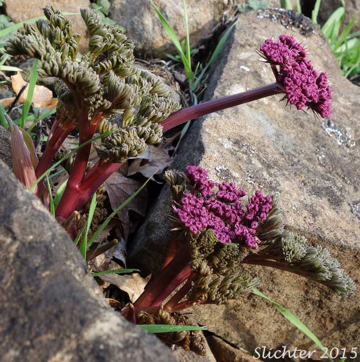 Columbia Desert Parsley, Columbia Gorge Desert-parsley, Columbia Lomatium, Purple Leptotaenia, Purple Lomatium: Lomatium columbianum (Synonym: Leptotaenia purpurea)