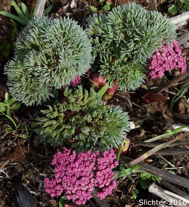 Columbia Desert Parsley, Columbia Gorge Desert-parsley, Columbia Lomatium, Purple Leptotaenia, Purple Lomatium: Lomatium columbianum (Synonym: Leptotaenia purpurea)