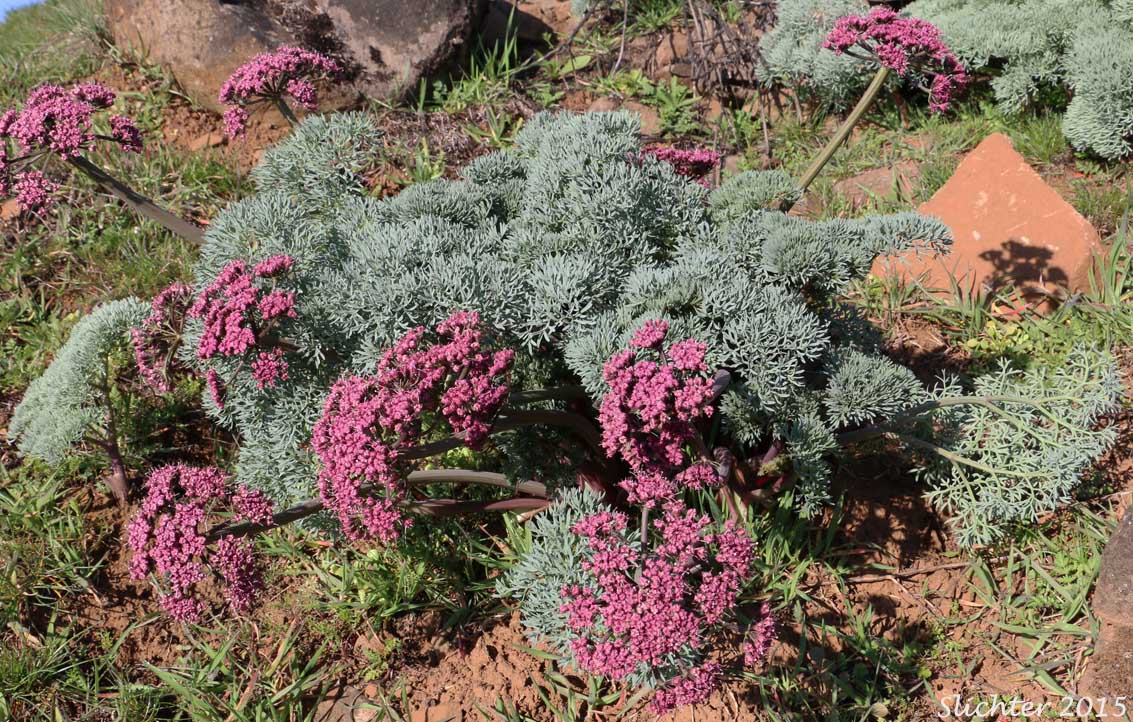 Columbia Desert Parsley, Columbia Gorge Desert-parsley, Columbia Lomatium, Purple Leptotaenia, Purple Lomatium: Lomatium columbianum (Synonym: Leptotaenia purpurea)