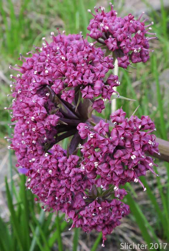 Inflorescence of Columbia Desert Parsley, Columbia Gorge Desert-parsley, Columbia Lomatium, Purple Leptotaenia, Purple Lomatium: Lomatium columbianum (Synonym: Leptotaenia purpurea)