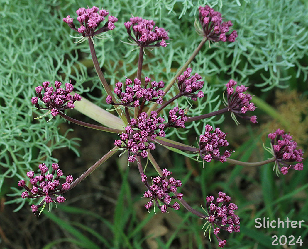 Inflorescence of Columbia Desert Parsley, Columbia Gorge Desert-parsley, Columbia Lomatium, Purple Leptotaenia, Purple Lomatium: Lomatium columbianum (Synonym: Leptotaenia purpurea)