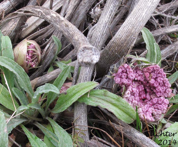 Columbia Desert Parsley, Columbia Gorge Desert-parsley, Columbia Lomatium, Purple Leptotaenia, Purple Lomatium: Lomatium columbianum (Synonym: Leptotaenia purpurea)