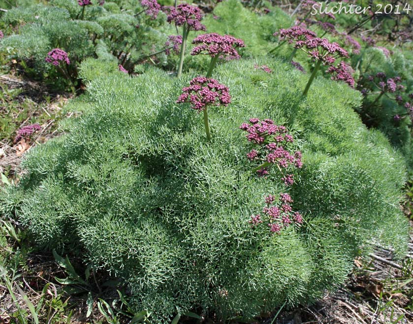 Columbia Desert Parsley, Columbia Gorge Desert-parsley, Columbia Lomatium, Purple Leptotaenia, Purple Lomatium: Lomatium columbianum (Synonym: Leptotaenia purpurea)