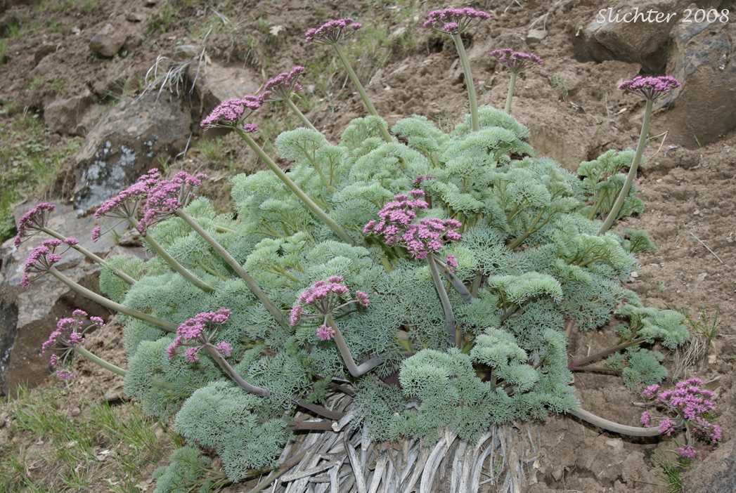 Columbia Desert Parsley, Columbia Gorge Desert-parsley, Columbia Lomatium, Purple Lomatium: Lomatium columbianum (Synonym: Leptotaenia purpurea)