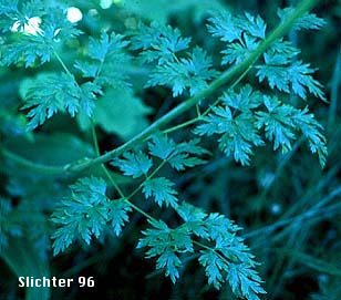 Leaf of Fernleaf Biscuitroot, Fernleaf Desert Parsley, Fern-leaf Desert Parsley, Fern-leaved Desert Parsley, Fernleaf Lomatium: Lomatium dissectum var. dissectum (Synonyms: Leptotaenia dissecta, Leptotaenia foliosa var. dissecta, Lomatium dissectum)
