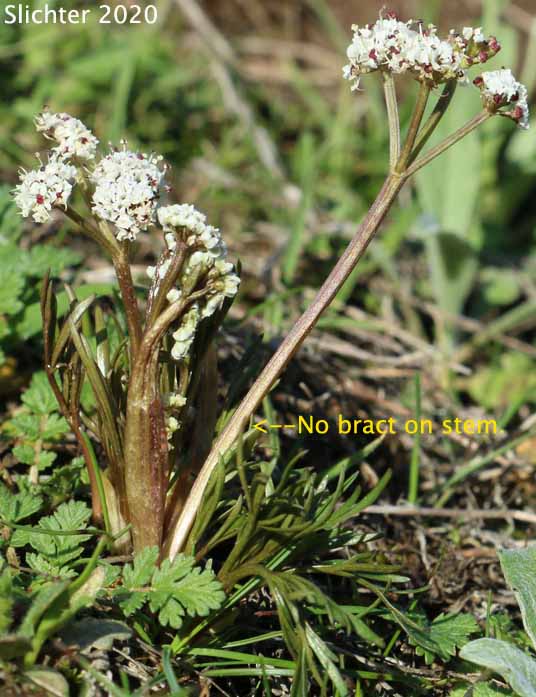 Salt and Pepper, Gorman's Biscuitroot, Gorman's Desert-parsley, Gorman's Desert Parsley: Lomatium gormanii (Synonyms: Lomatium gormanii f. purpureum, Peucedanum confusum)