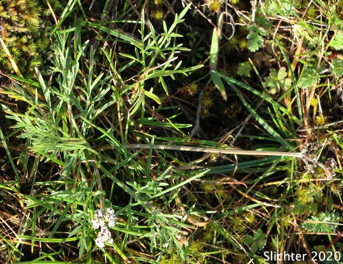 Salt and Pepper, Gorman's Biscuitroot, Gorman's Desert-parsley, Gorman's Desert Parsley: Lomatium gormanii (Synonyms: Lomatium gormanii f. purpureum, Peucedanum confusum)