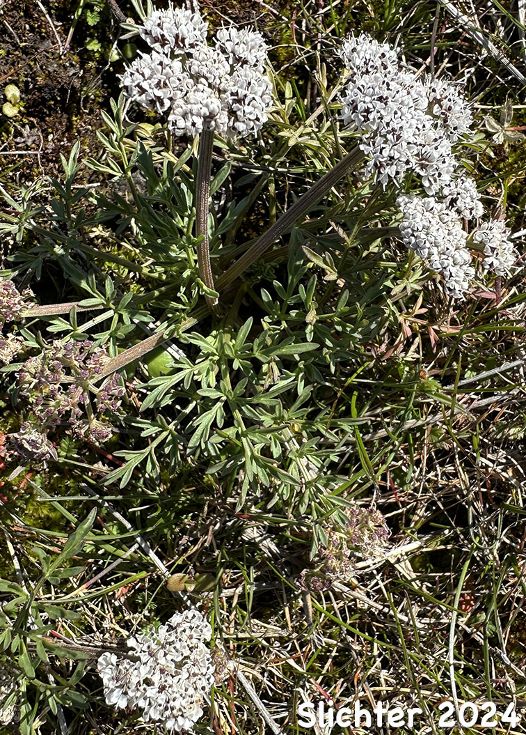Salt and Pepper, Gorman's Biscuitroot, Gorman's Desert-parsley, Gorman's Desert Parsley: Lomatium gormanii (Synonyms: Lomatium gormanii f. purpureum, Peucedanum confusum)
