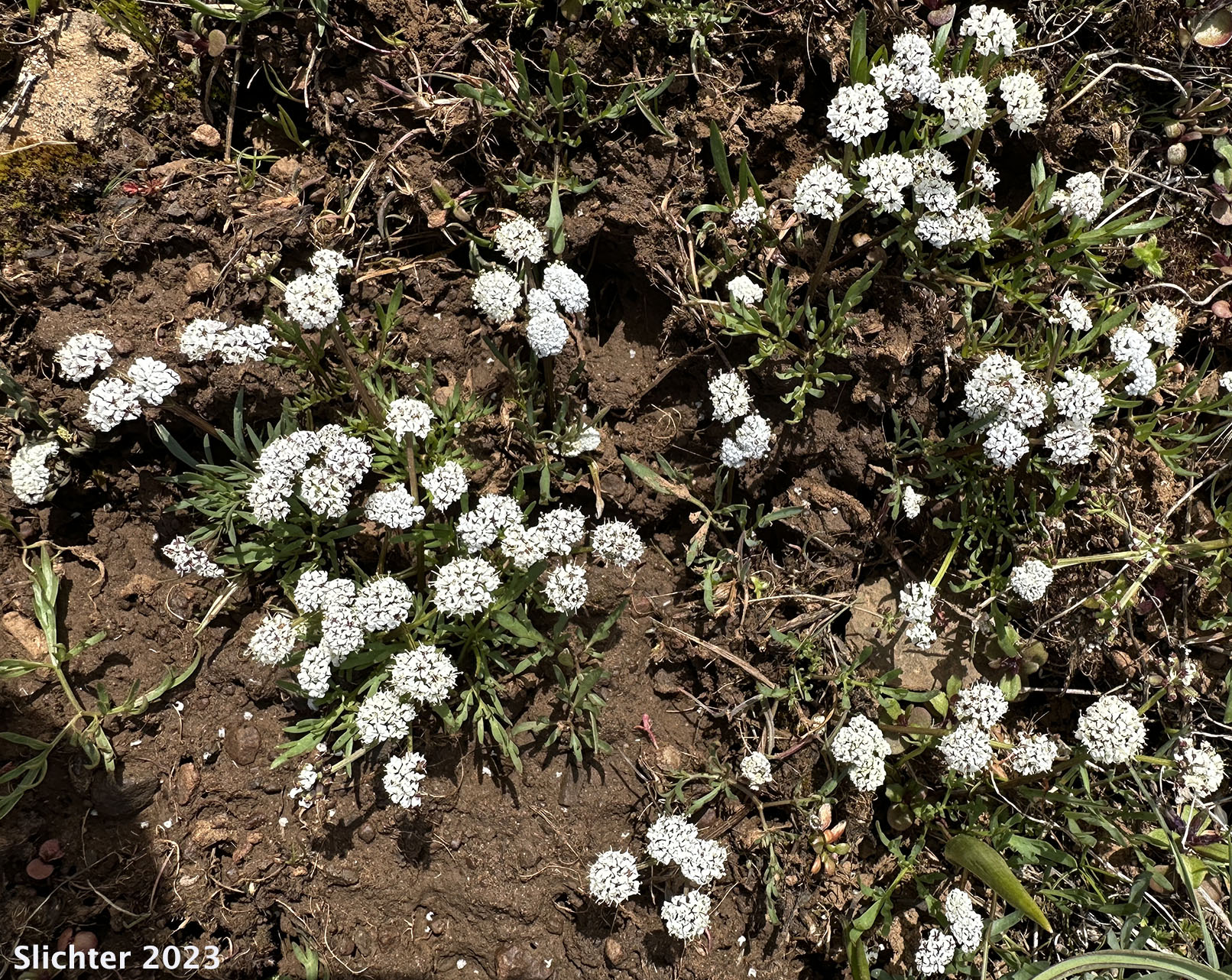 Salt and Pepper, Gorman's Biscuitroot, Gorman's Desert-parsley, Gorman's Desert Parsley: Lomatium gormanii (Synonyms: Lomatium gormanii f. purpureum, Peucedanum confusum)