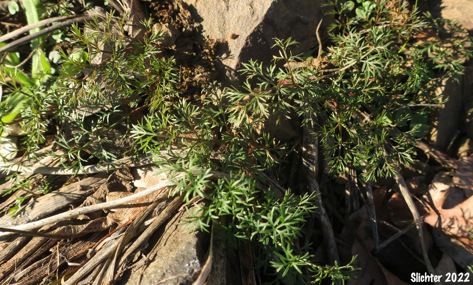Klickitat Desert Parsley, Klickitat Lomatium: Lomatium klickitatense (Synonym: Lomatium grayi in part)