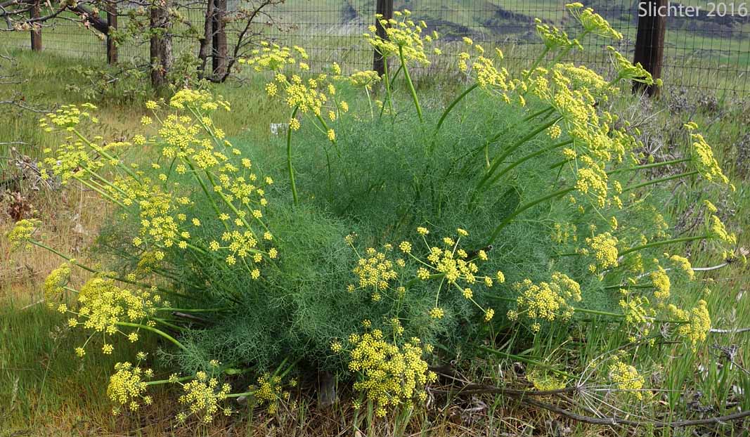 Klickitat Desert Parsley, Klickitat Lomatium: Lomatium klickitatense (Synonym: Lomatium grayi in part)