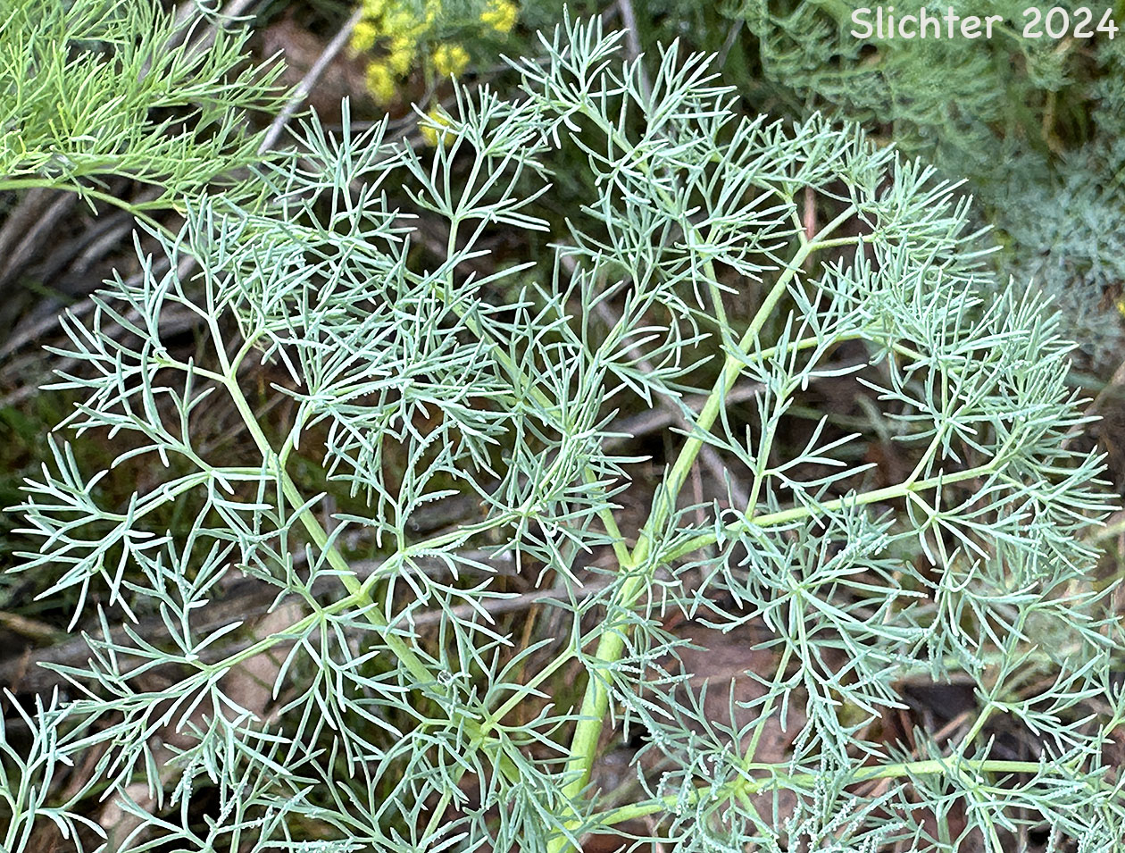 Portion of a leaf of Klickitat Desert Parsley, Klickitat Lomatium: Lomatium klickitatense (Synonym: Lomatium grayi in part)
