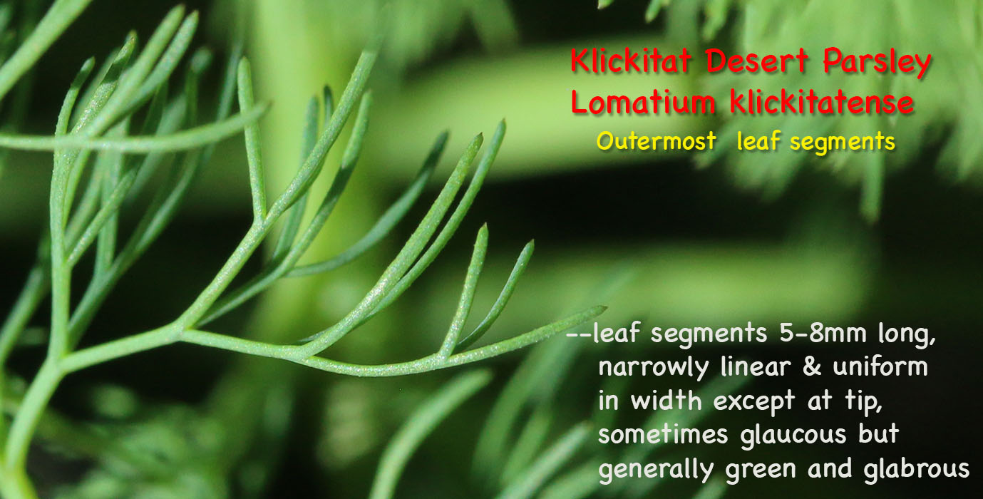 Leaf segments of Klickitat Desert Parsley, Klickitat Lomatium: Lomatium klickitatense (Synonym: Lomatium grayi in part)