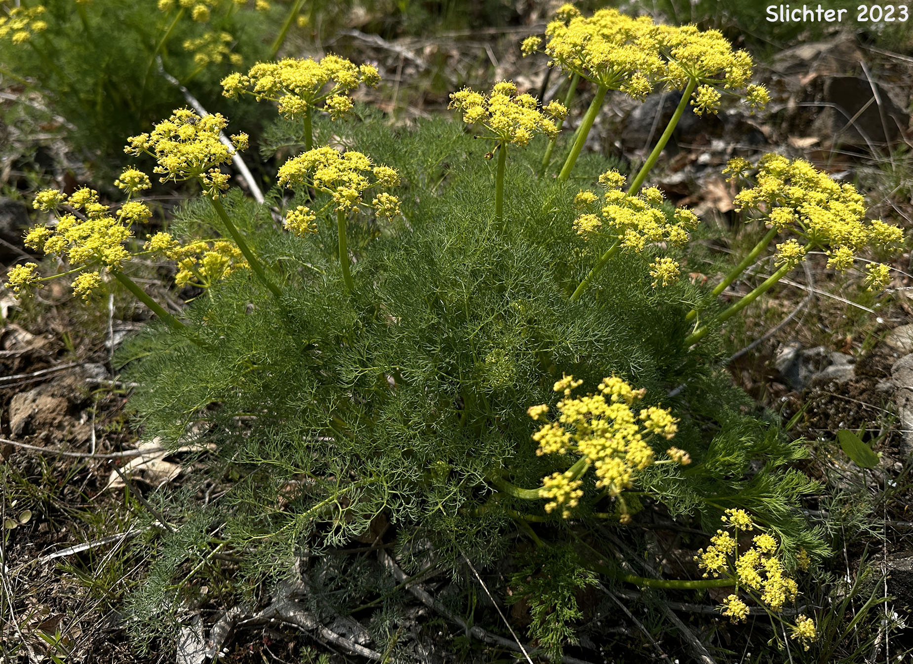 Klickitat Desert Parsley, Klickitat Lomatium: Lomatium klickitatense (Synonym: Lomatium grayi in part)
