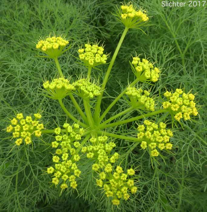 Inflorescence of Klickitat Desert Parsley, Klickitat Lomatium: Lomatium klickitatense (Synonym: Lomatium grayi in part)