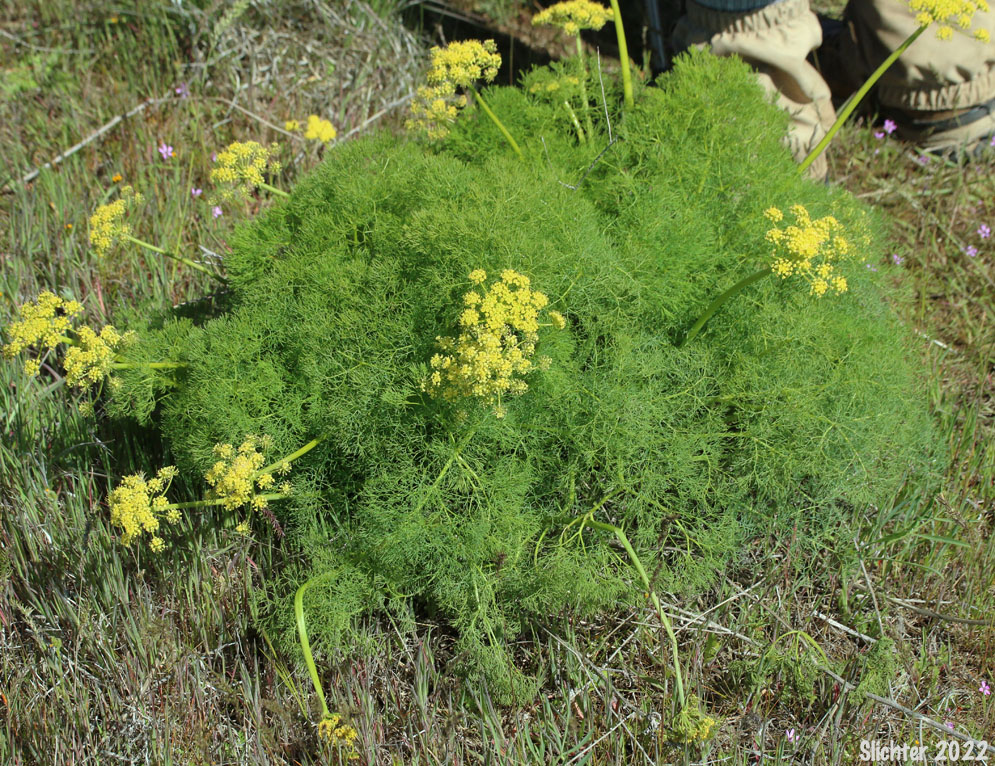 Klickitat Desert Parsley, Klickitat Lomatium: Lomatium klickitatense (Synonym: Lomatium grayi in part)
