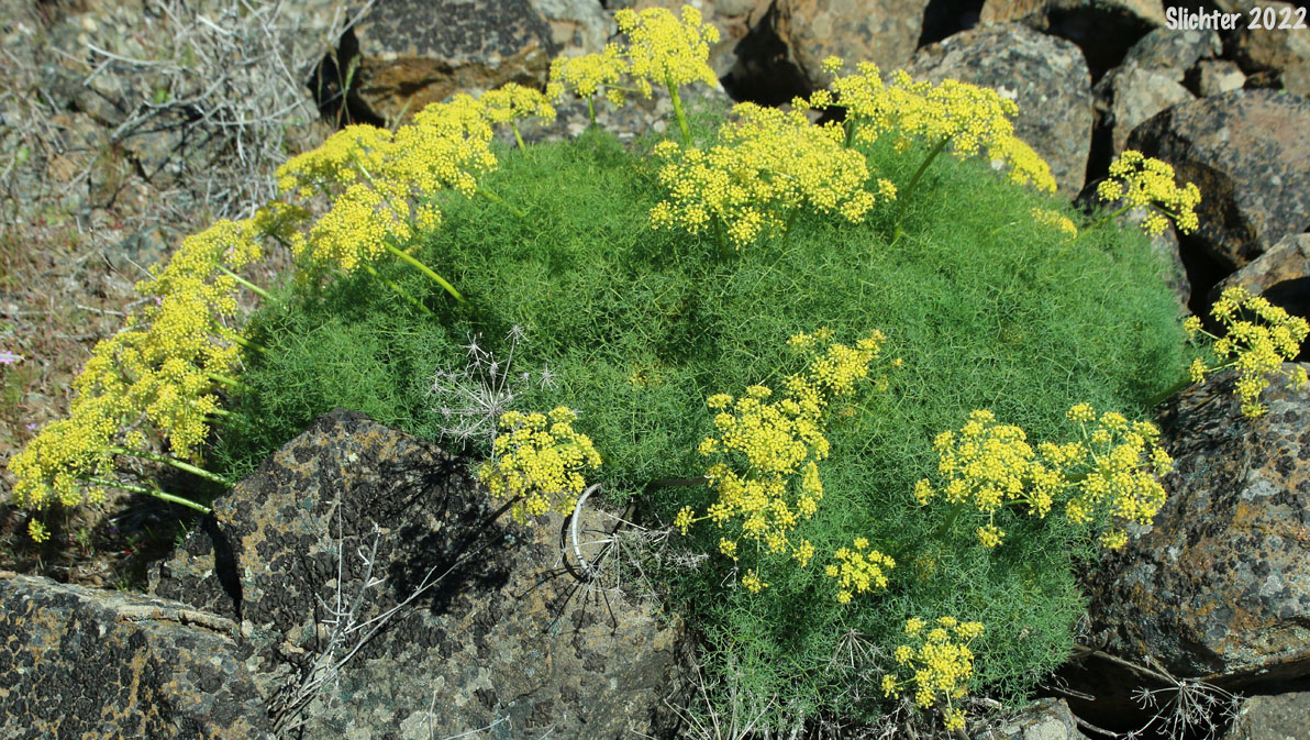 Klickitat Desert Parsley, Klickitat Lomatium: Lomatium klickitatense (Synonym: Lomatium grayi in part)