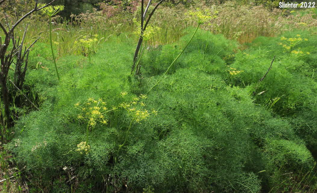 Klickitat Desert Parsley, Klickitat Lomatium: Lomatium klickitatense (Synonym: Lomatium grayi in part)
