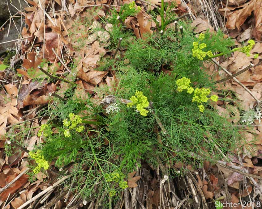 Klickitat Desert Parsley, Klickitat Lomatium: Lomatium klickitatense (Synonym: Lomatium grayi in part)