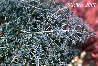 Dissected leaf of Butterfly-loving Desert Parsley, Gray's Biscuitroot, Gray's Lomatium, Milfoil Lomatium, Pungent Desert Parsley: Lomatium papilioniferum (Synonyms: Lomatium grayi, Lomatium grayi var. grayi)