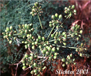 Fruits of Butterfly-loving Desert Parsley, Gray's Biscuitroot, Gray's Lomatium, Milfoil Lomatium, Pungent Desert Parsley: Lomatium papilioniferum (Synonyms: Lomatium grayi, Lomatium grayi var. grayi)