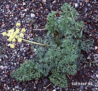 Butterfly-loving Desert Parsley, Gray's Biscuitroot, Gray's Lomatium, Milfoil Lomatium, Pungent Desert Parsley: Lomatium papilioniferum (Synonyms: Lomatium grayi, Lomatium grayi var. grayi)