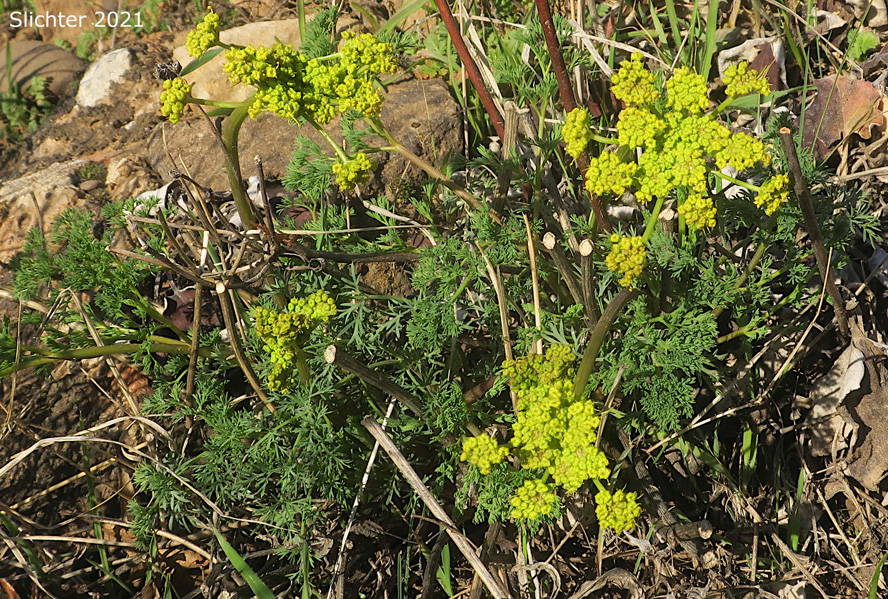 Gray's Biscuitroot, Gray's Lomatium, Milfoil Lomatium, Pungent Desert Parsley: Lomatium papilioniferum (Synonyms: Lomatium grayi, Lomatium grayi var. grayi)