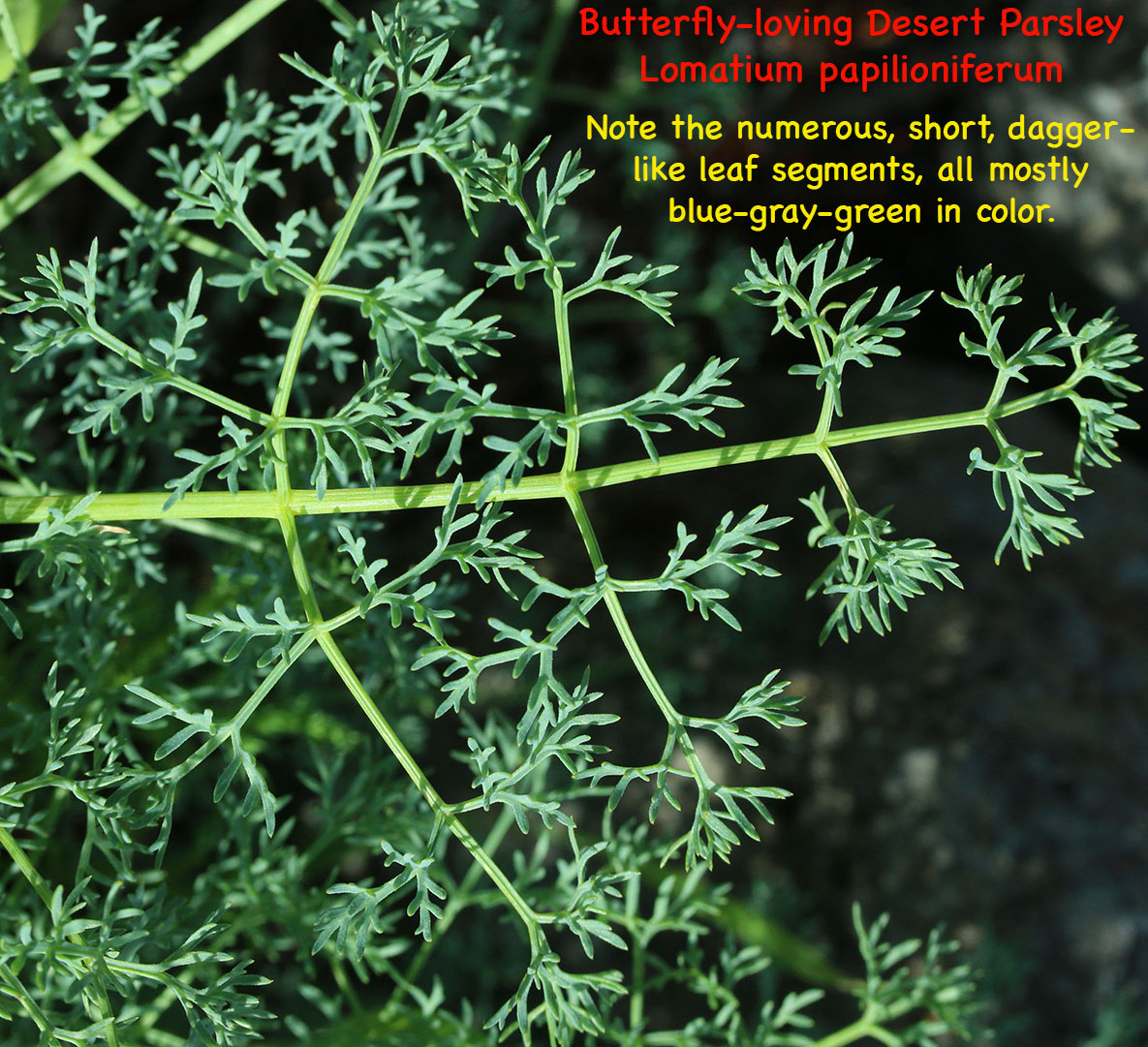 Leaf of Butterfly-loving Desert Parsley, Gray's Biscuitroot, Gray's Lomatium, Milfoil Lomatium, Pungent Desert Parsley: Lomatium papilioniferum (Synonyms: Lomatium grayi, Lomatium grayi var. grayi)