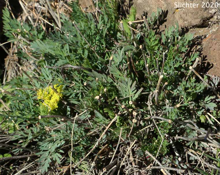 Smooth Desert Parsley, Slickrock Biscuitroot, Slickrock Desert Parsley, Smooth Lomatium: Lomatium laevigatum