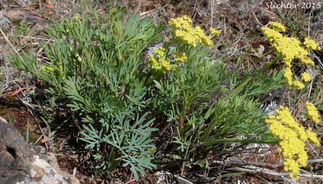 Smooth Desert Parsley, Slickrock Biscuitroot, Slickrock Desert Parsley, Smooth Lomatium: Lomatium laevigatum