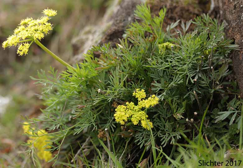Smooth Desert Parsley, Slickrock Biscuitroot, Slickrock Desert Parsley, Smooth Lomatium: Lomatium laevigatum