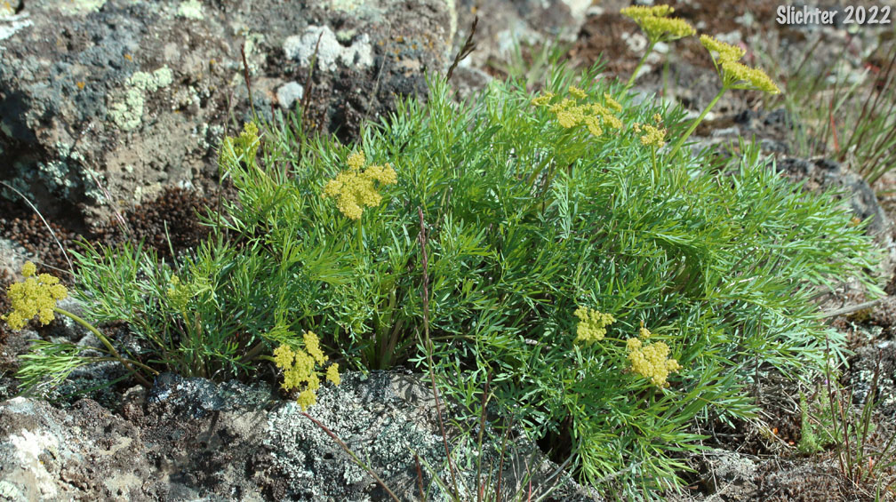 Smooth Desert Parsley, Slickrock Biscuitroot, Slickrock Desert Parsley, Smooth Lomatium: Lomatium laevigatum