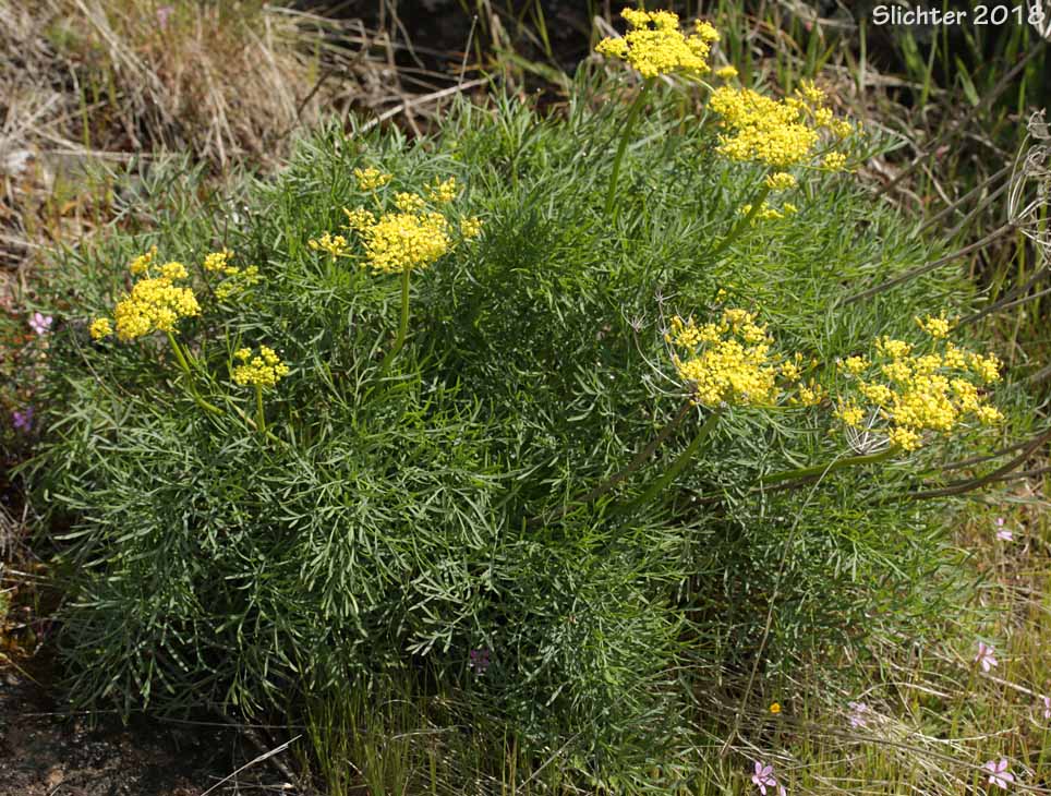 Smooth Desert Parsley, Slickrock Biscuitroot, Slickrock Desert Parsley, Smooth Lomatium: Lomatium laevigatum