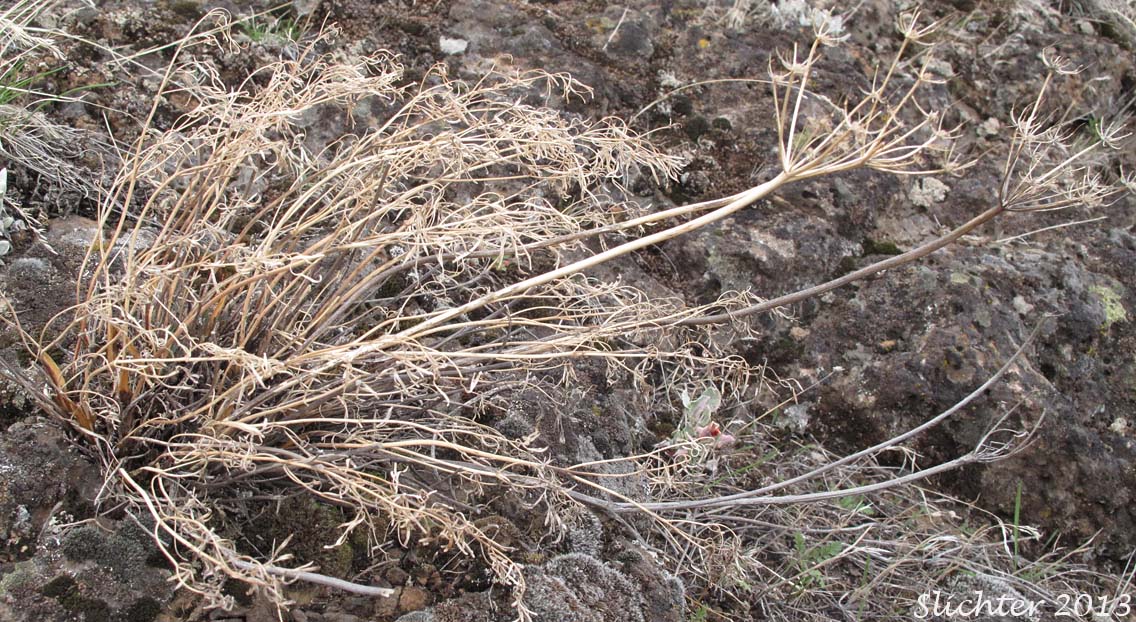 Smooth Desert Parsley, Slickrock Biscuitroot, Slickrock Desert Parsley, Smooth Lomatium: Lomatium laevigatum
