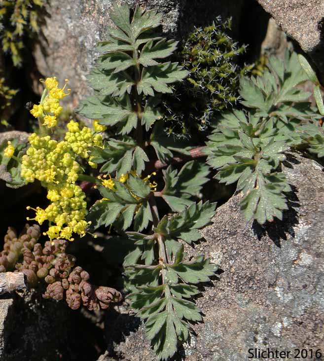 Cascade Desert Parsley, Coast Range Lomatium, Few-fruited Desert Parsley, Martindale's Desert Parsley: Lomatium martindalei (Synonyms: Cogsellia martindalei, Lomatium angustatum, Lomatium martindalei var. angustatum, Lomatium martindalei var. flavum, Lomatium martindalei var. martindalei, Peucedanum martindalei var. angustatum)