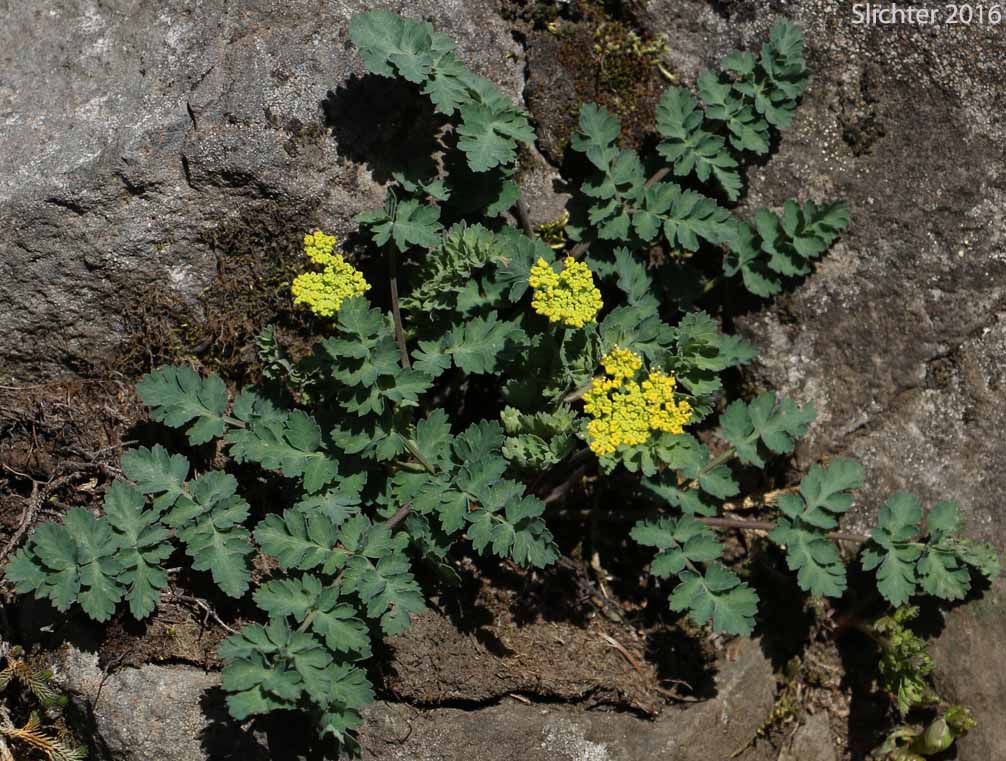 Cascade Desert Parsley, Coast Range Lomatium, Few-fruited Desert Parsley, Martindale's Desert Parsley: Lomatium martindalei (Synonyms: Cogsellia martindalei, Lomatium angustatum, Lomatium martindalei var. angustatum, Lomatium martindalei var. flavum, Lomatium martindalei var. martindalei, Peucedanum martindalei var. angustatum)