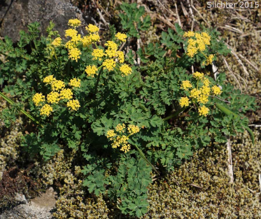 Cascade Desert Parsley, Coast Range Lomatium, Few-fruited Desert Parsley, Martindale's Desert Parsley: Lomatium martindalei (Synonyms: Cogsellia martindalei, Lomatium angustatum, Lomatium martindalei var. angustatum, Lomatium martindalei var. flavum, Lomatium martindalei var. martindalei, Peucedanum martindalei var. angustatum)