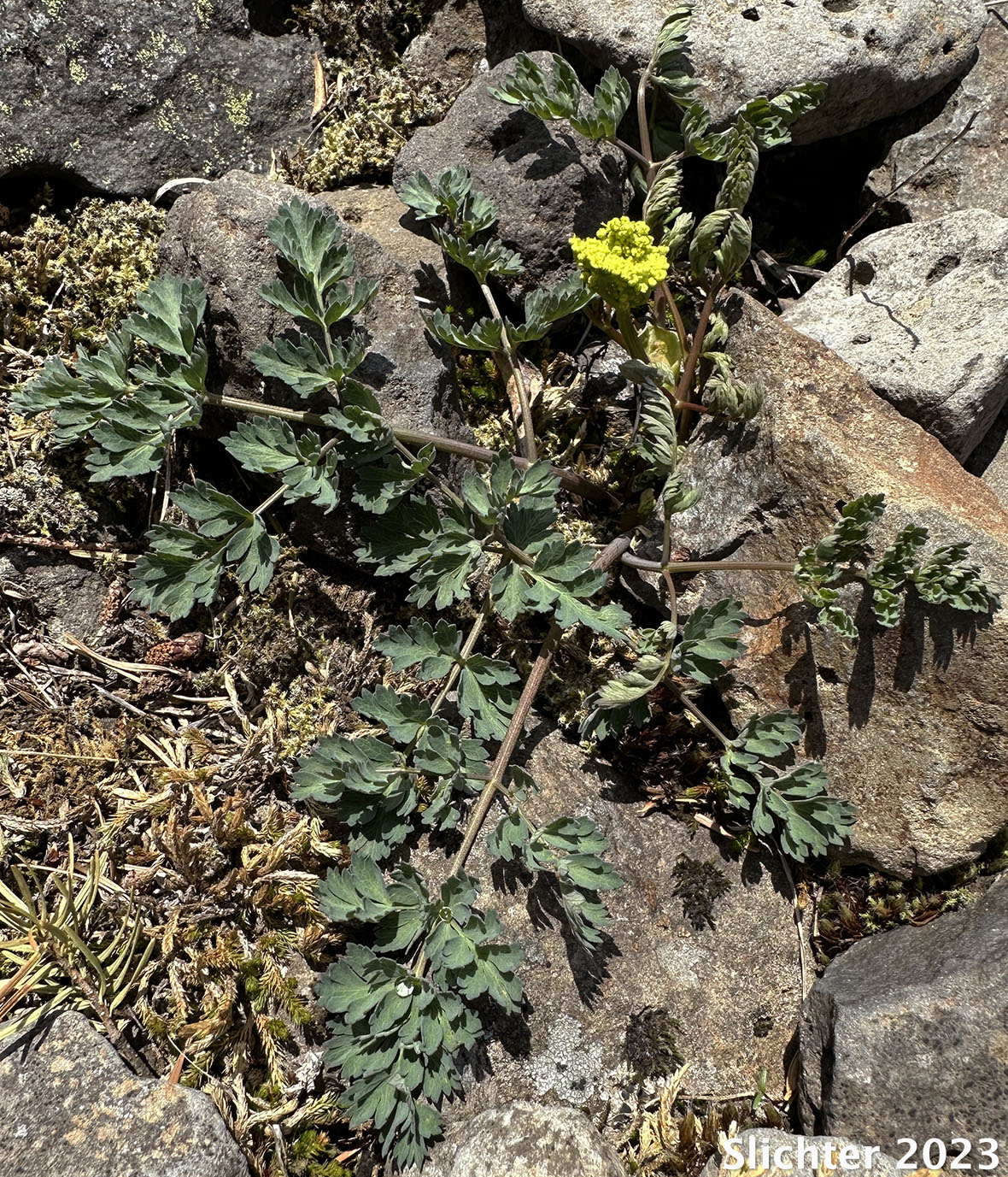 Cascade Desert Parsley, Coast Range Lomatium, Few-fruited Desert Parsley, Martindale's Desert Parsley: Lomatium martindalei (Synonyms: Cogsellia martindalei, Lomatium angustatum, Lomatium martindalei var. angustatum, Lomatium martindalei var. flavum, Lomatium martindalei var. martindalei, Peucedanum martindalei var. angustatum)