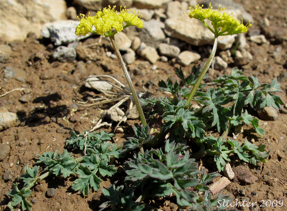 Cascade Desert Parsley, Coast Range Lomatium, Few-fruited Desert Parsley, Martindale's Desert Parsley: Lomatium martindalei (Synonyms: Cogsellia martindalei, Lomatium angustatum, Lomatium martindalei var. angustatum, Lomatium martindalei var. flavum, Lomatium martindalei var. martindalei, Peucedanum martindalei var. angustatum)