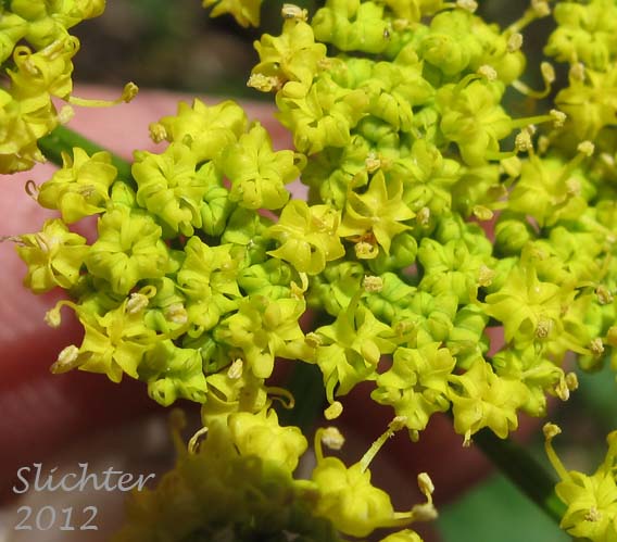 Close-up of several umbellets of Cascade Desert Parsley, Coast Range Lomatium, Few-fruited Desert Parsley, Martindale's Desert Parsley: Lomatium martindalei (Synonyms: Cogsellia martindalei, Lomatium angustatum, Lomatium martindalei var. angustatum, Lomatium martindalei var. flavum, Lomatium martindalei var. martindalei, Peucedanum martindalei var. angustatum)