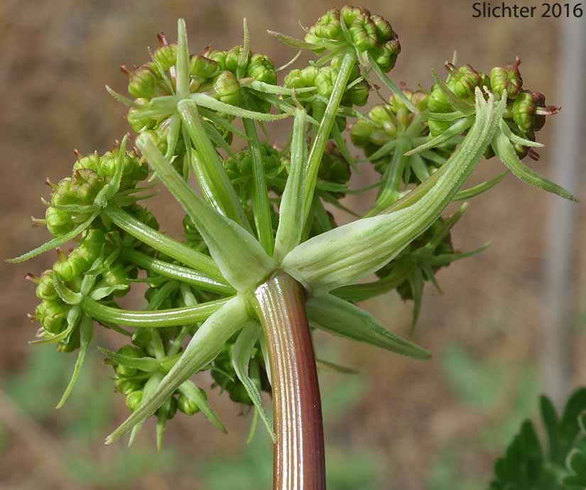 Inflorescence of Carrotleaf Biscuitroot, Fern-leaf Desert Parsely: Lomatium dissectum var. multifidum (Synonyms: Leptotaenia dissecta, Leptotaenia foliosa var. dissecta, Lomatium dissectum var. eatonii)