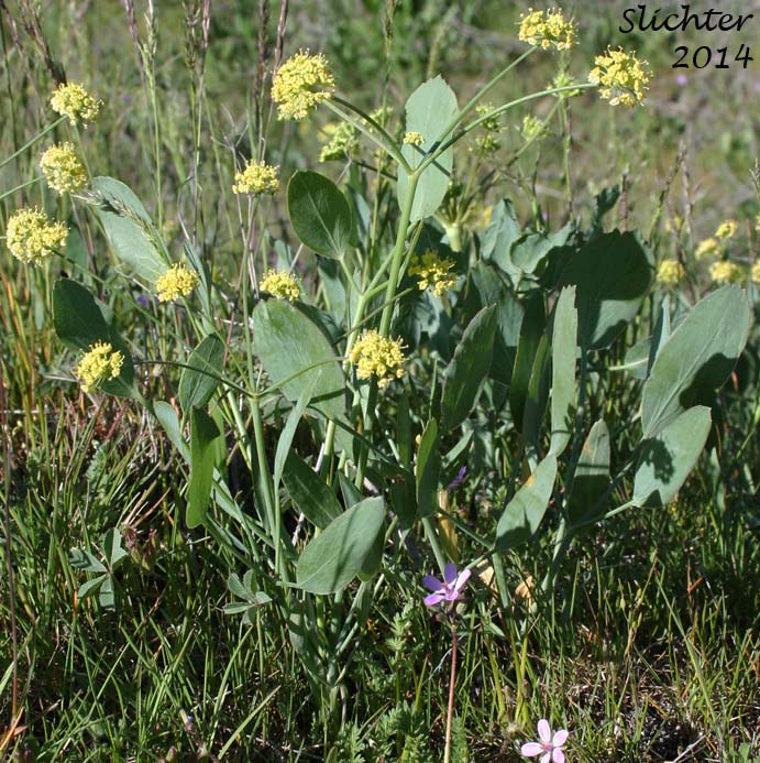 Bare-stem Desert Parsley, Barestem Biscuitroot, Indian-consumption-plant, Pestle Parsnip: Lomatium nudicaule (Synonyms: Cogswellia nudicaulis, Lomatium platyphyllum)