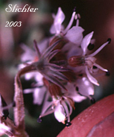Indian Biscuitroot, Salt and Pepper, Piper's Desert Parsley: Lomatium piperi (Synonym: Cogswellia piperi)