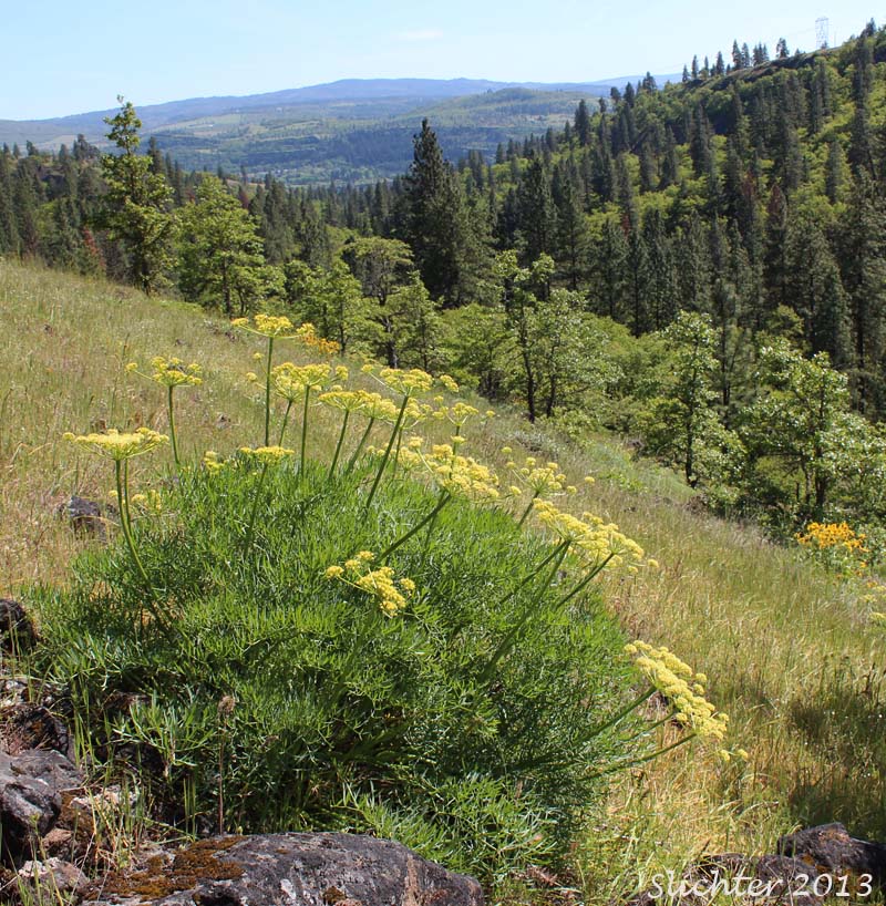 Suksdorf's Desert Parsley: Lomatium suksdorfii