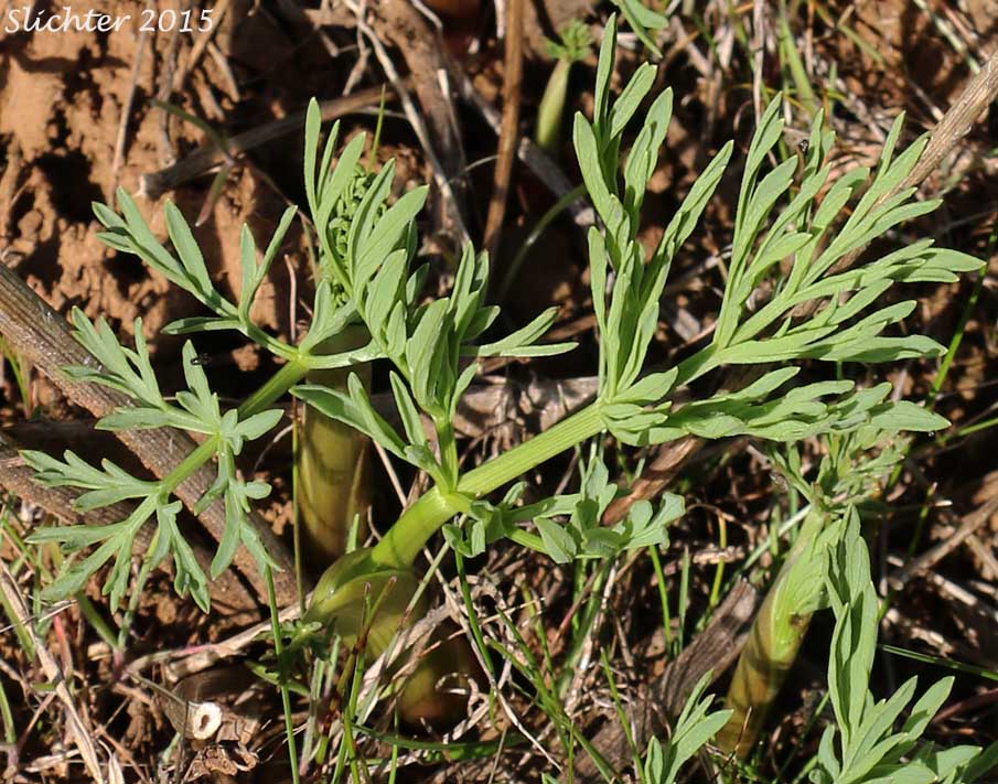 Suksdorf's Desert Parsley: Lomatium suksdorfii