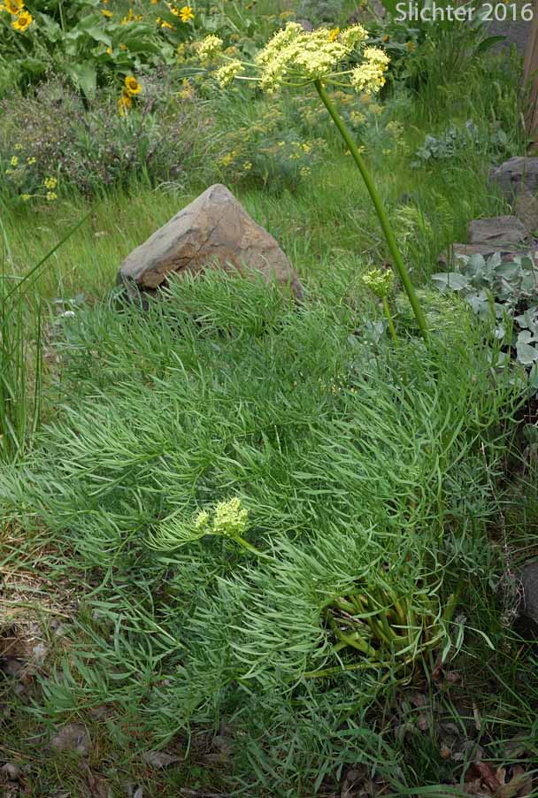 Suksdorf's Desert Parsley: Lomatium suksdorfii